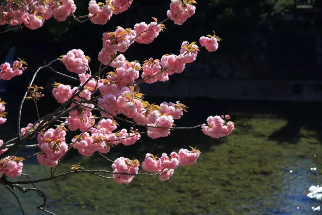 剪影｜樱舞和国，芳华尽览